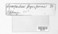 Apioperdon pyriforme image